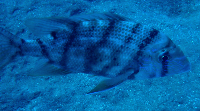 Click to View Blue-lined Large-eye Bream<br><span style='font-size:12px'><i>Dave & Rose</i></span>