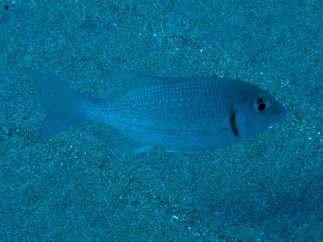 Click to View Blue-lined Large-eye Bream<br><span style='font-size:12px'><i>Dave & Rose</i></span>