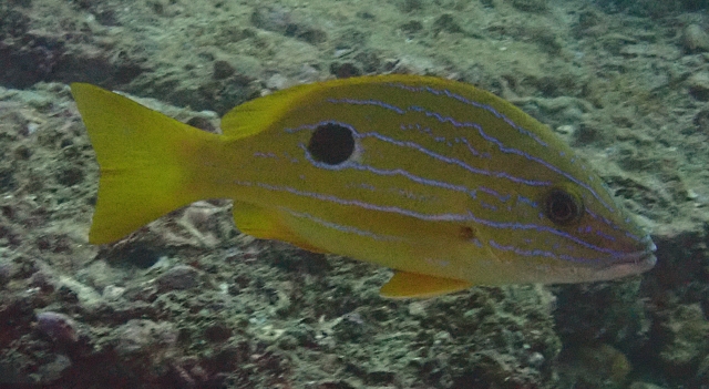 Click to View Bluelined Snapper<br><span style='font-size:12px'><i>Dave & Rose</i></span>