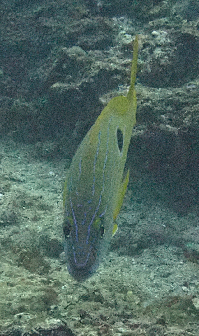 Click to View Bluelined Snapper<br><span style='font-size:12px'><i>Dave & Rose</i></span>