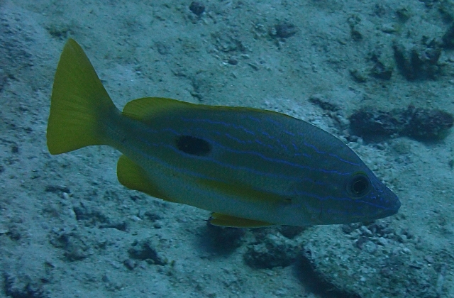 Click to View Bluelined Snapper<br><span style='font-size:12px'><i>Dave & Rose</i></span>