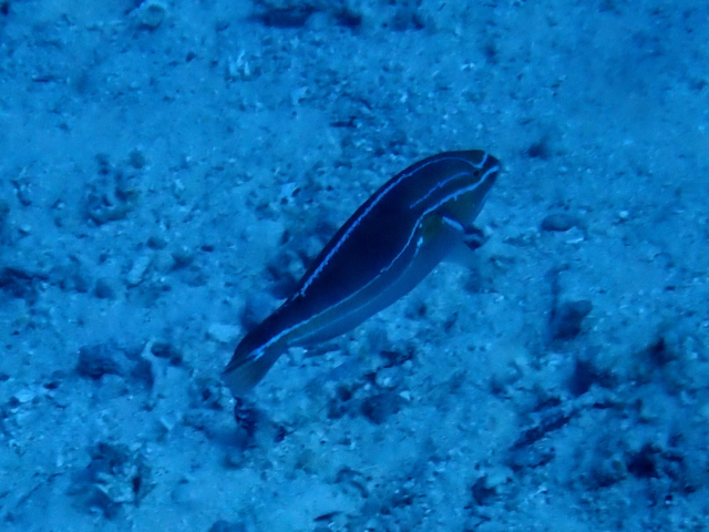 Click to View Blueline Wrasse<br><span style='font-size:12px'><i>Dave & Rose</i></span>