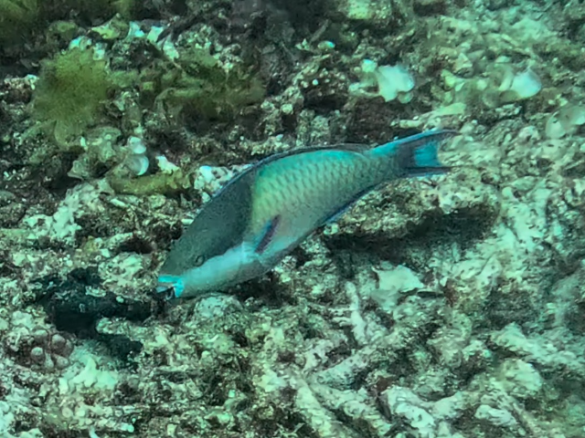 Bluepatch Parrotfish Bluepatch Parrotfish<br><span style='font-size:12px'><i>Dave & Rose</i>  Philippines  4th May 2026</span>