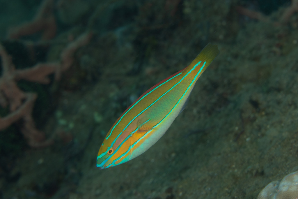 Blue-ribbon Wrasse Blue-ribbon Wrasse<br><span style='font-size:12px'><i>iNaturalist</i>    </span>