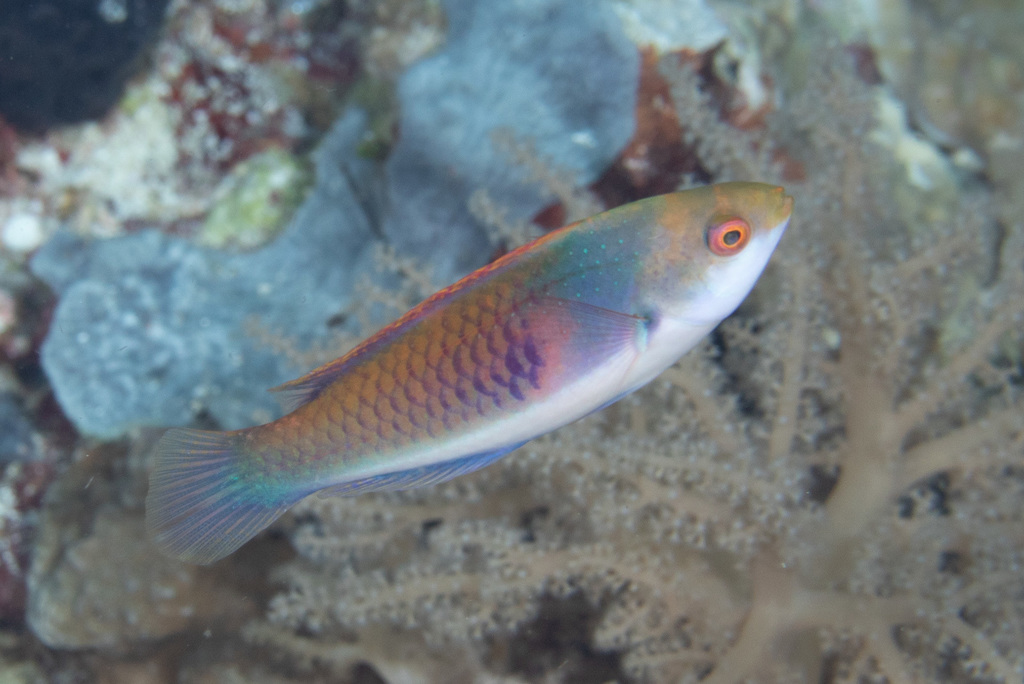 Blueside Wrasse<br><span style='font-size:12px'><i>iNaturalist</i>&nbsp&nbsp&nbsp&nbsp</span>