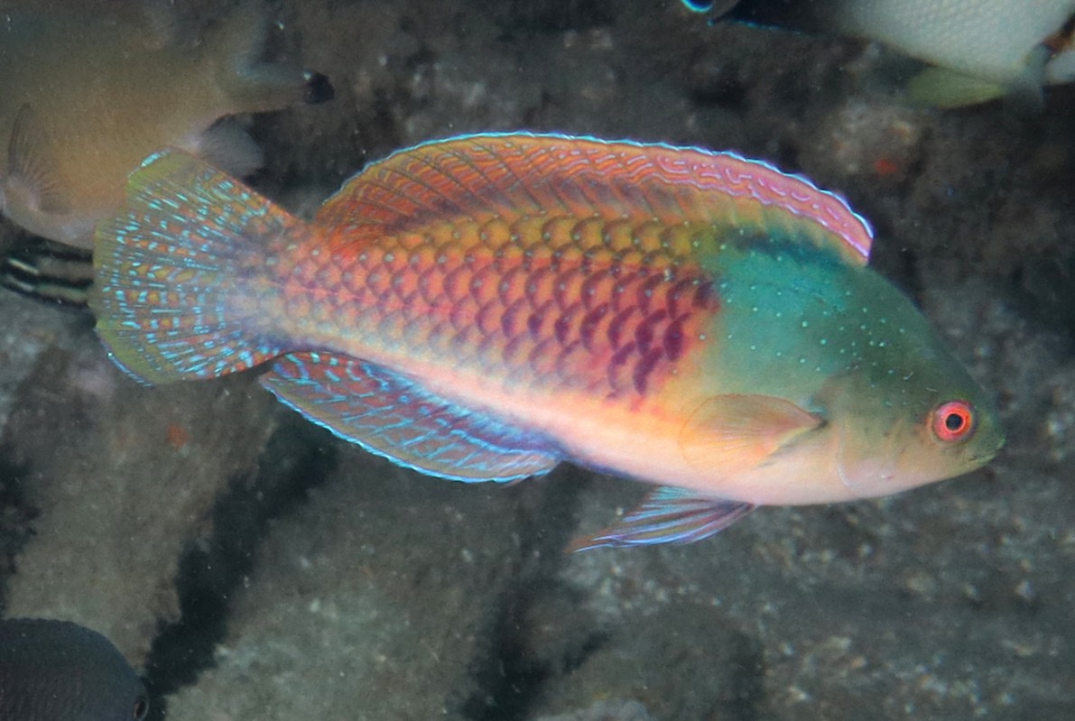 Blueside Wrasse<br><span style='font-size:12px'><i>iNaturalist</i></span>