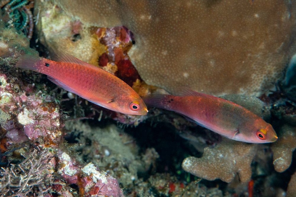 Blueside Wrasse - juvenile<br><span style='font-size:12px'><i>Dave & Rose</i></span>