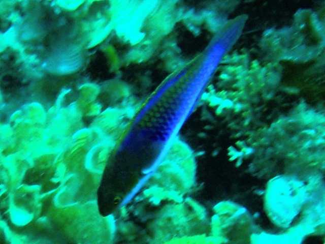 Blueside Wrasse<br><span style='font-size:12px'><i>Dave & Rose</i></span>