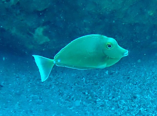 Click to View Bluespine Unicornfish - juvenile<br><span style='font-size:12px'><i>Dave & Rose</i></span>