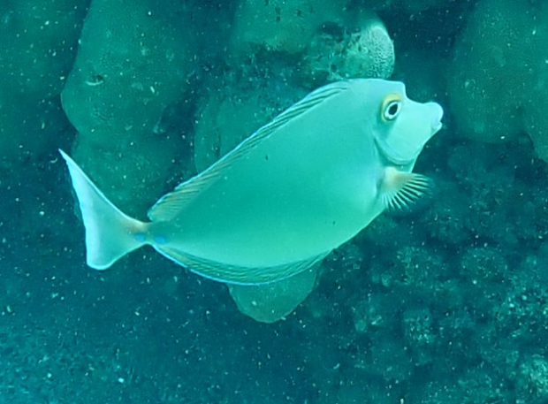 Click to View Bluespine Unicornfish - juvenile<br><span style='font-size:12px'><i>Dave & Rose</i></span>