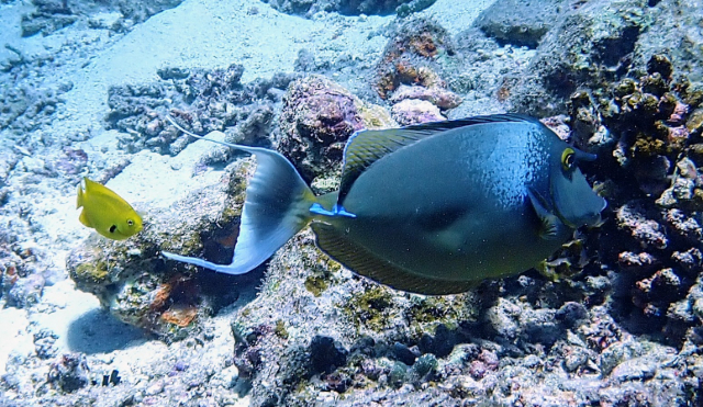 Click to View Bluespine Unicornfish<br><span style='font-size:12px'><i>Dave & Rose</i></span>