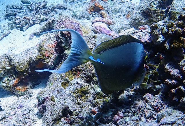 Click to View Bluespine Unicornfish<br><span style='font-size:12px'><i>Dave & Rose</i></span>