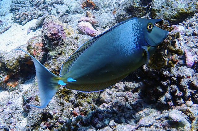 Click to View Bluespine Unicornfish<br><span style='font-size:12px'><i>Dave & Rose</i></span>