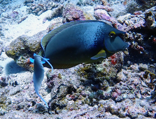 Click to View Bluespine Unicornfish<br><span style='font-size:12px'><i>Dave & Rose</i></span>