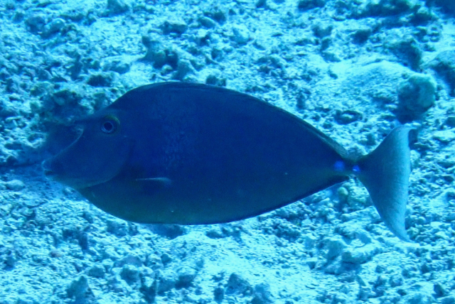 Click to View Bluespine Unicornfish<br><span style='font-size:12px'><i>Dave & Rose</i></span>