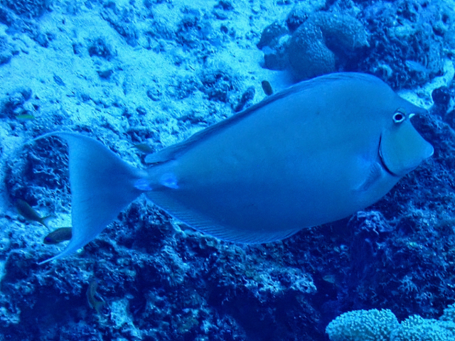 Click to View Bluespine Unicornfish<br><span style='font-size:12px'><i>Dave & Rose</i></span>