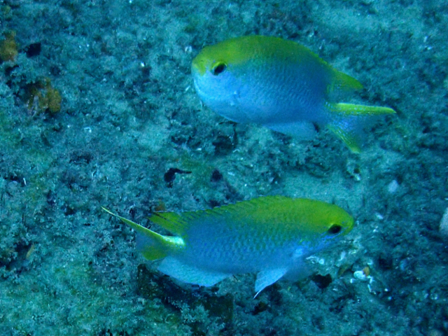 Click to View Bluespotted Chromis<br><span style='font-size:12px'><i>Dave & Rose</i></span>