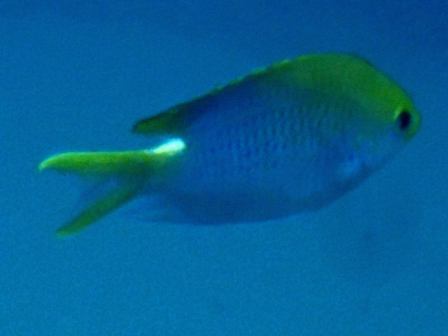 Click to View Bluespotted Chromis<br><span style='font-size:12px'><i>Dave & Rose</i></span>