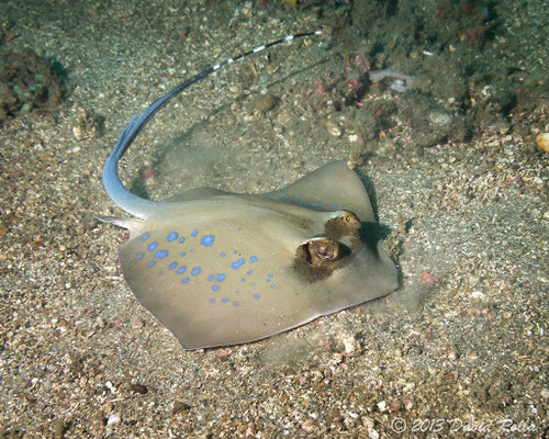 Click to View Bluespotted Maskray<br><span style='font-size:12px'><i>iNaturalist</i></span>