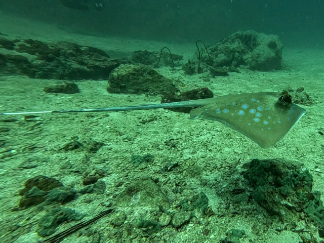 Bluespotted Maskray<br><span style='font-size:12px'><i>Dave & Rose</i></span>