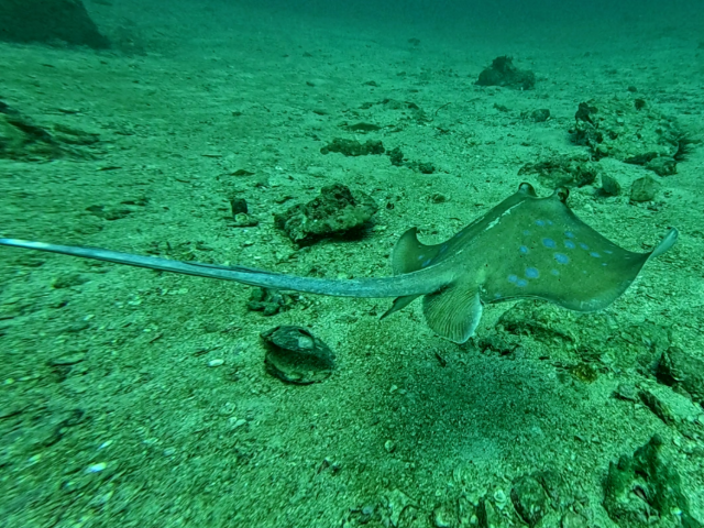 Bluespotted Maskray<br><span style='font-size:12px'><i>Dave & Rose</i></span>