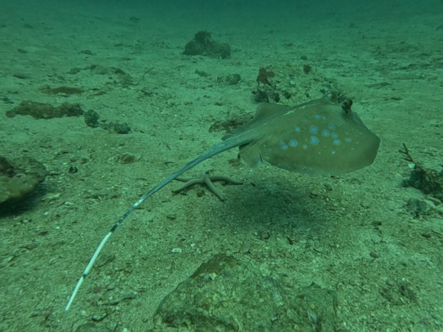 Bluespotted Maskray<br><span style='font-size:12px'><i>Dave & Rose</i></span>