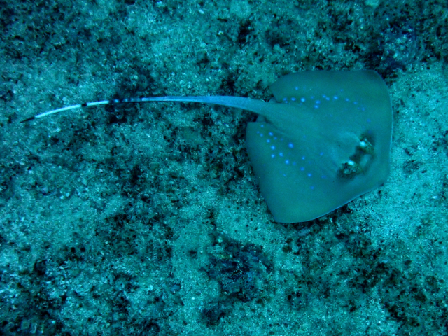 Bluespotted Maskray Bluespotted Maskray<br><span style='font-size:12px'><i>Dave & Rose</i>  Philippines  4th May 2026</span>