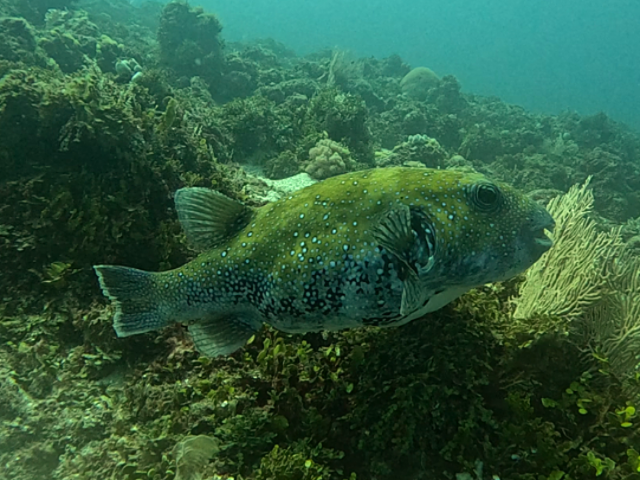 Click to View Bluespotted Puffer<br><span style='font-size:12px'><i>Dave & Rose</i></span>