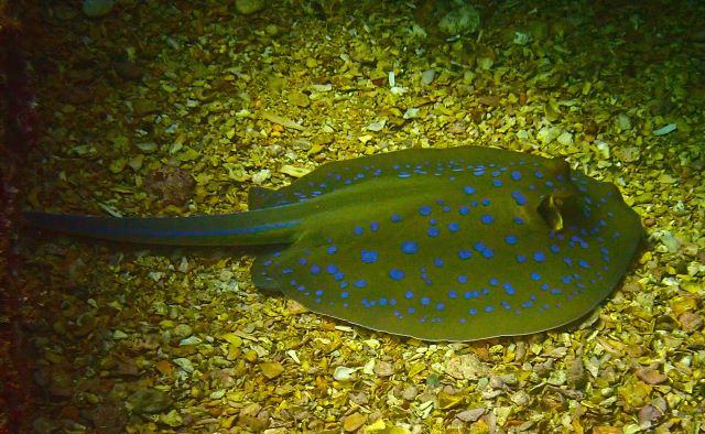 Click to View Blue-spotted Stingray<br><span style='font-size:12px'><i>Dave & Rose</i></span>