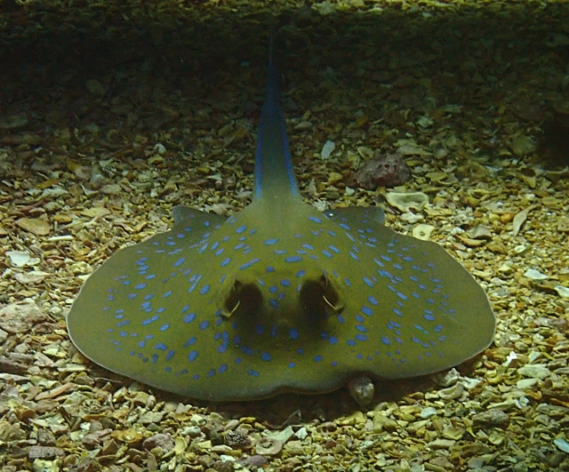 Click to View Blue-spotted Stingray<br><span style='font-size:12px'><i>Dave & Rose</i></span>