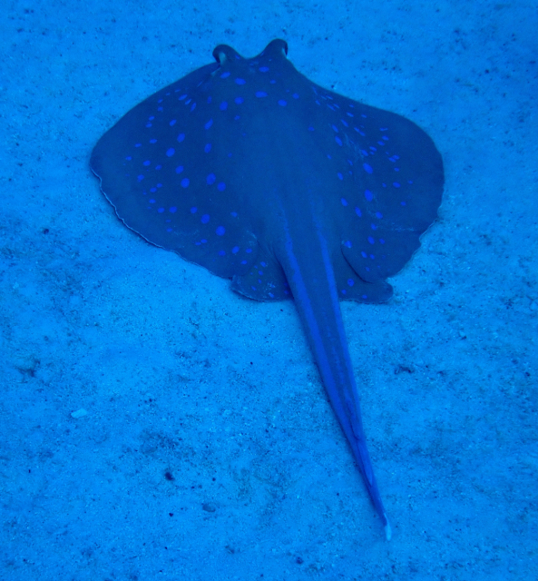 Click to View Blue-spotted Stingray<br><span style='font-size:12px'><i>Dave & Rose</i></span>