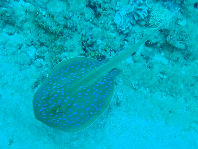 Click to View Blue-spotted Stingray<br><span style='font-size:12px'><i>Dave & Rose</i></span>