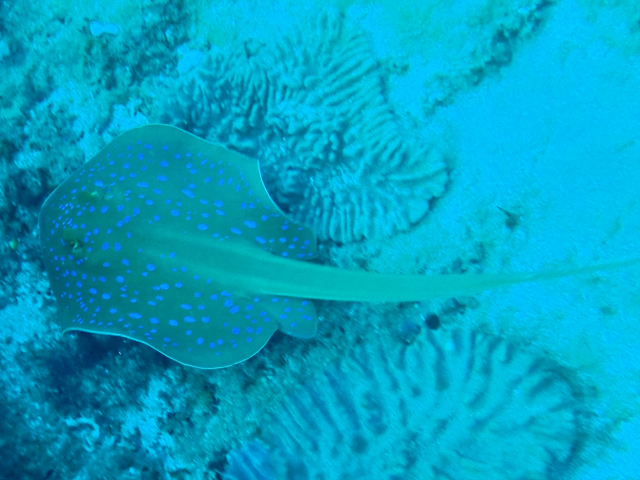 Click to View Blue-spotted Stingray<br><span style='font-size:12px'><i>Dave & Rose</i></span>