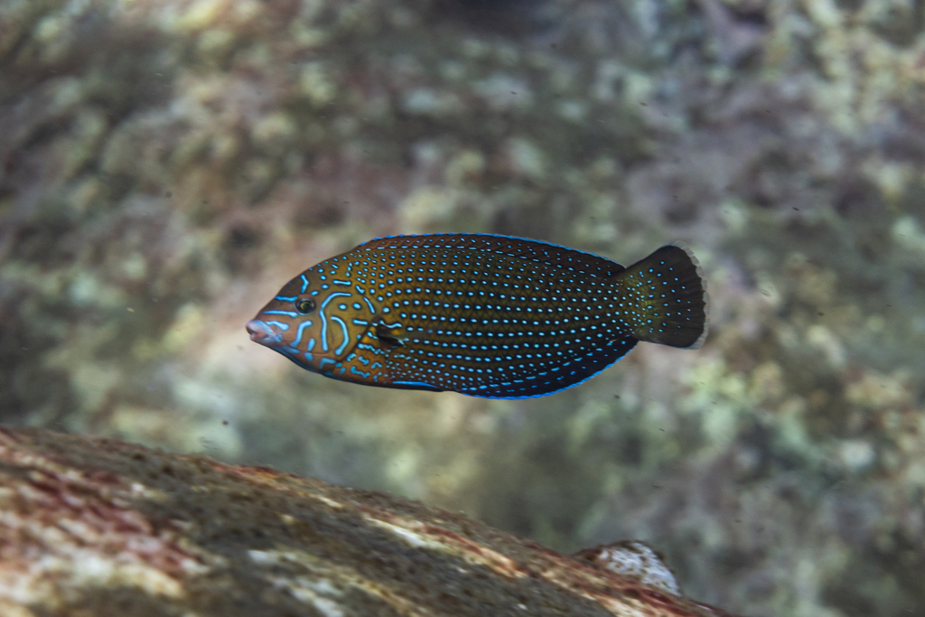 Click to View Bluespotted Wrasse - Juvenile<br><span style='font-size:12px'><i>Dave & Rose</i></span>