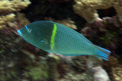 Click to View Bluespotted Wrasse<br><span style='font-size:12px'><i>Dave & Rose</i></span>