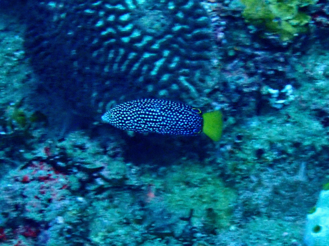 Click to View Bluespotted Wrasse -Juvenile<br><span style='font-size:12px'><i>Dave & Rose</i></span>