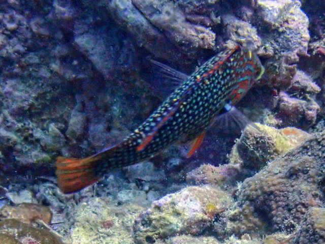 Click to View Bluespotted Wrasse<br><span style='font-size:12px'><i>Dave & Rose</i></span>
