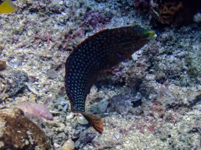 Click to View Bluespotted Wrasse<br><span style='font-size:12px'><i>Dave & Rose</i></span>