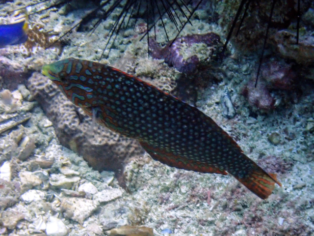 Click to View Bluespotted Wrasse<br><span style='font-size:12px'><i>Dave & Rose</i></span>