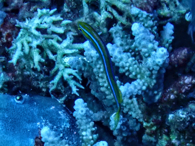 Bluestriped Fangblenny<br><span style='font-size:12px'><i>Dave & Rose</i></span>
