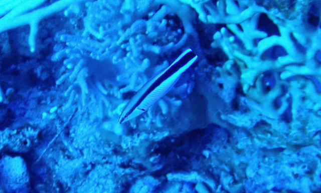 Click to View Blue Streak Cleaner Wrasse<br><span style='font-size:12px'><i>Dave & Rose</i></span>