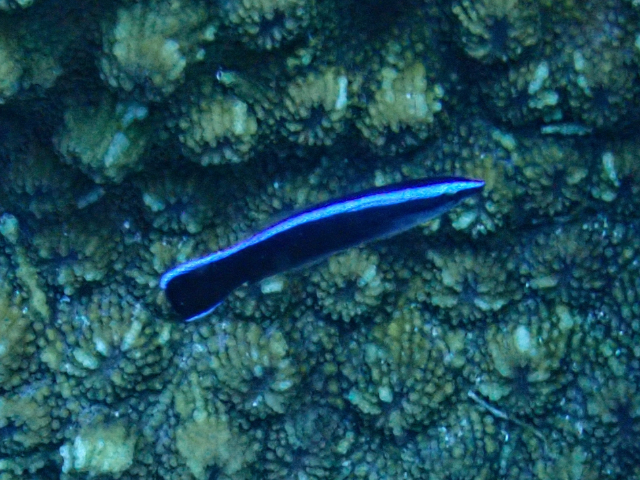 Click to View Blue Streak Cleaner Wrasse - juvenile<br><span style='font-size:12px'><i>Dave & Rose</i></span>