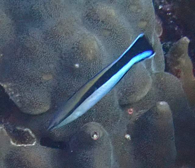 Click to View Blue Streak Cleaner Wrasse<br><span style='font-size:12px'><i>Dave & Rose</i></span>