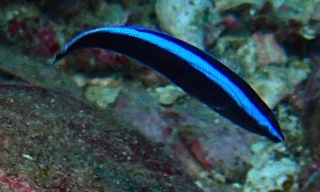 Click to View Blue Streak Cleaner Wrasse - Juvenile<br><span style='font-size:12px'><i>Dave & Rose</i></span>