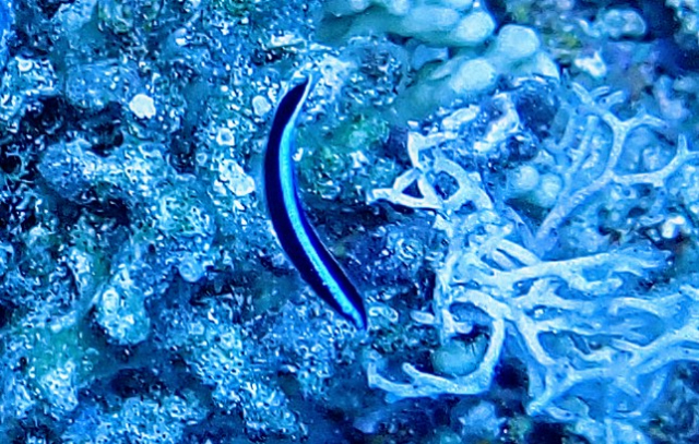 Click to View Blue Streak Cleaner Wrasse - Juvenile<br><span style='font-size:12px'><i>Dave & Rose</i></span>