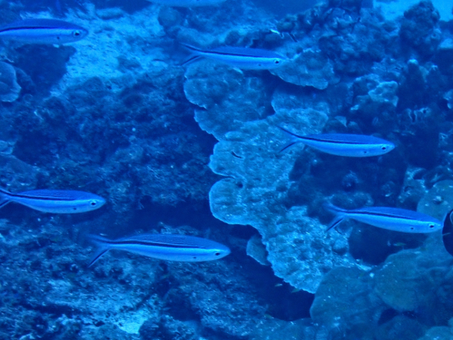 Click to View Blue Streak Fusilier<br><span style='font-size:12px'><i>Dave & Rose</i></span>