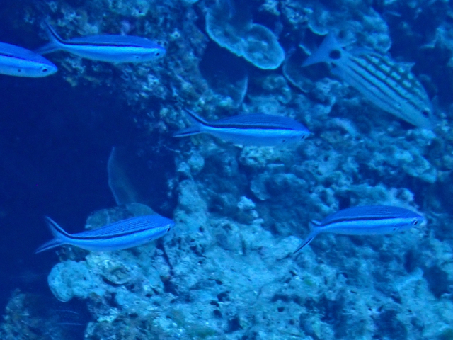 Click to View Blue Streak Fusilier<br><span style='font-size:12px'><i>Dave & Rose</i></span>