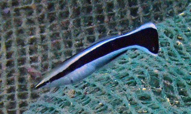 Click to View Blue Streak Cleaner Wrasse<br><span style='font-size:12px'><i>Dave & Rose</i></span>