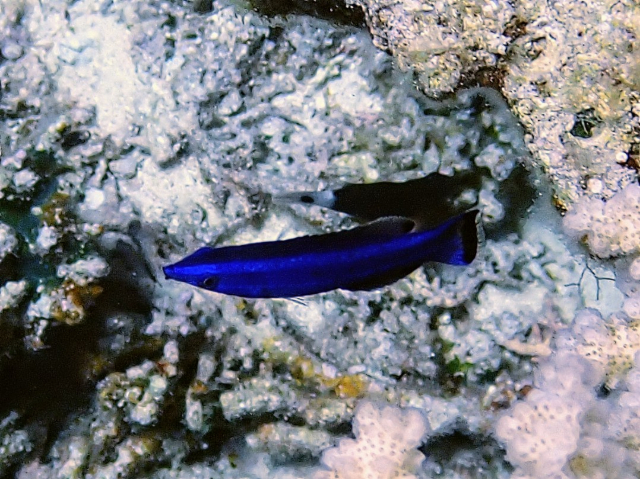 Click to View Blue-striped Dottyback<br><span style='font-size:12px'><i>Dave & Rose</i></span>