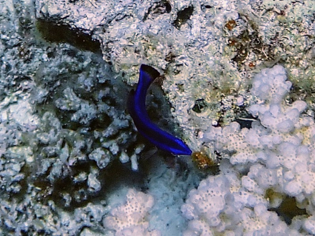 Click to View Blue-striped Dottyback<br><span style='font-size:12px'><i>Dave & Rose</i></span>